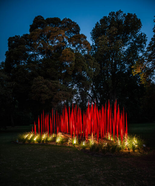 naina redhu, naina.co, Adelaide botanic garden, south Australia, dale Chihuly, glass art, glass sculptures, photographer, writer, experience collector, blogger, botanic garden and state herbarium, bgsh, nights, in full colour