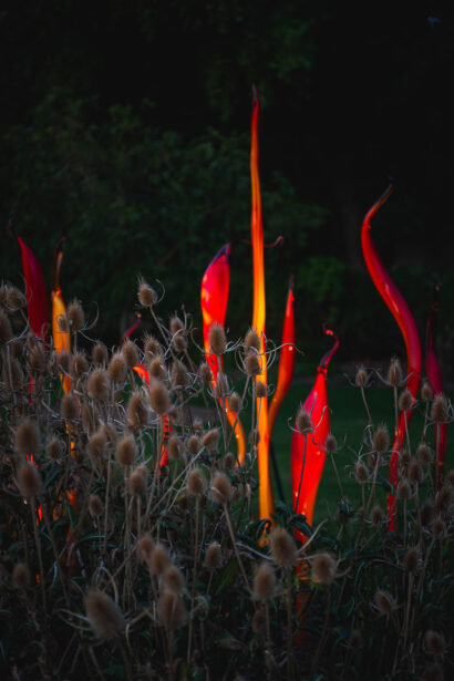 naina redhu, naina.co, Adelaide botanic garden, south Australia, dale Chihuly, glass art, glass sculptures, photographer, writer, experience collector, blogger, botanic garden and state herbarium, bgsh, nights, in full colour