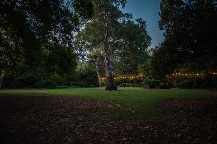 naina redhu, naina.co, Adelaide botanic garden, south Australia, dale Chihuly, glass art, glass sculptures, photographer, writer, experience collector, blogger, botanic garden and state herbarium, bgsh, nights, in full colour