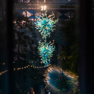 naina redhu, naina.co, Adelaide botanic garden, south Australia, dale Chihuly, glass art, glass sculptures, photographer, writer, experience collector, blogger, botanic garden and state herbarium, bgsh, nights, in full colour