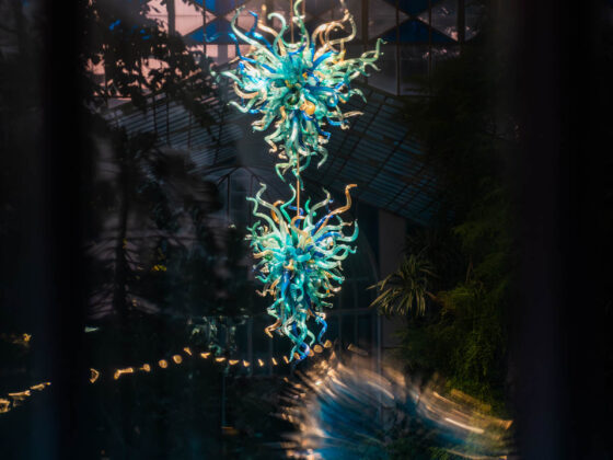 naina redhu, naina.co, Adelaide botanic garden, south Australia, dale Chihuly, glass art, glass sculptures, photographer, writer, experience collector, blogger, botanic garden and state herbarium, bgsh, nights, in full colour
