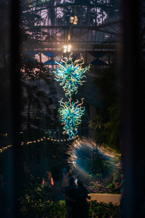 naina redhu, naina.co, Adelaide botanic garden, south Australia, dale Chihuly, glass art, glass sculptures, photographer, writer, experience collector, blogger, botanic garden and state herbarium, bgsh, nights, in full colour