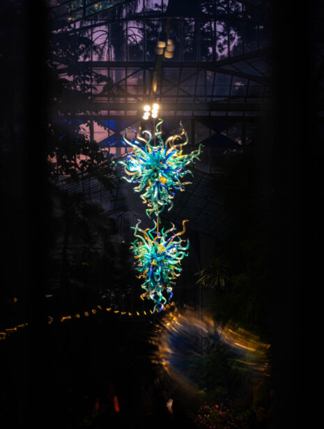 naina redhu, naina.co, Adelaide botanic garden, south Australia, dale Chihuly, glass art, glass sculptures, photographer, writer, experience collector, blogger, botanic garden and state herbarium, bgsh, nights, in full colour