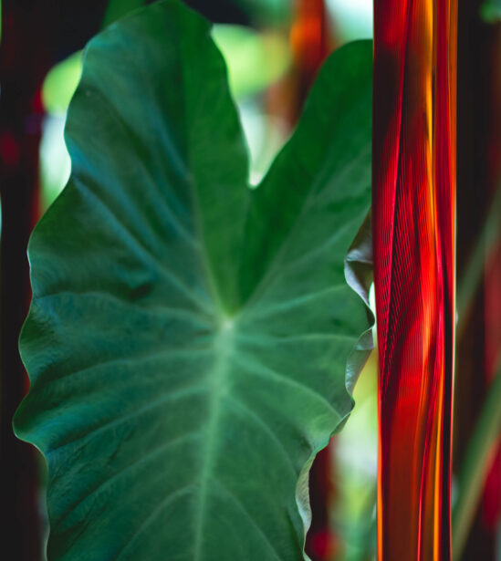 naina redhu, naina.co, Adelaide botanic garden, south Australia, dale Chihuly, glass art, glass sculptures, photographer, writer, experience collector, blogger