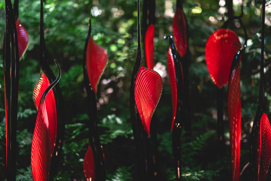 naina redhu, naina.co, Adelaide botanic garden, south Australia, dale Chihuly, glass art, glass sculptures, photographer, writer, experience collector, blogger