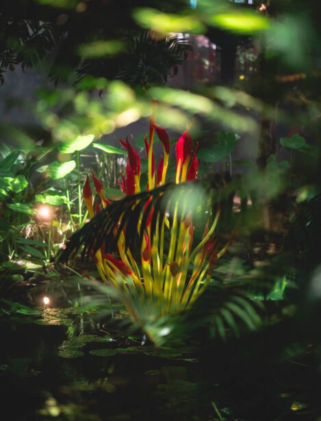 naina redhu, naina.co, Adelaide botanic garden, south Australia, dale Chihuly, glass art, glass sculptures, photographer, writer, experience collector, blogger