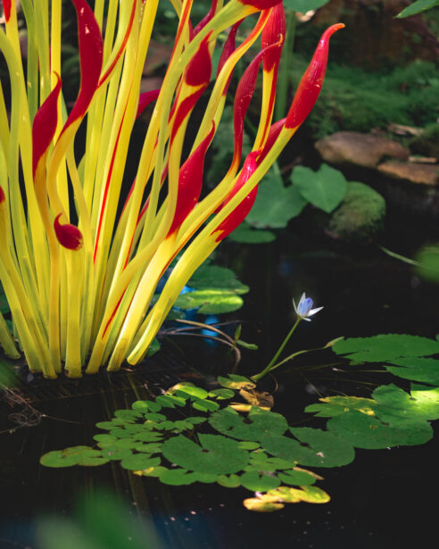 naina redhu, naina.co, Adelaide botanic garden, south Australia, dale Chihuly, glass art, glass sculptures, photographer, writer, experience collector, blogger