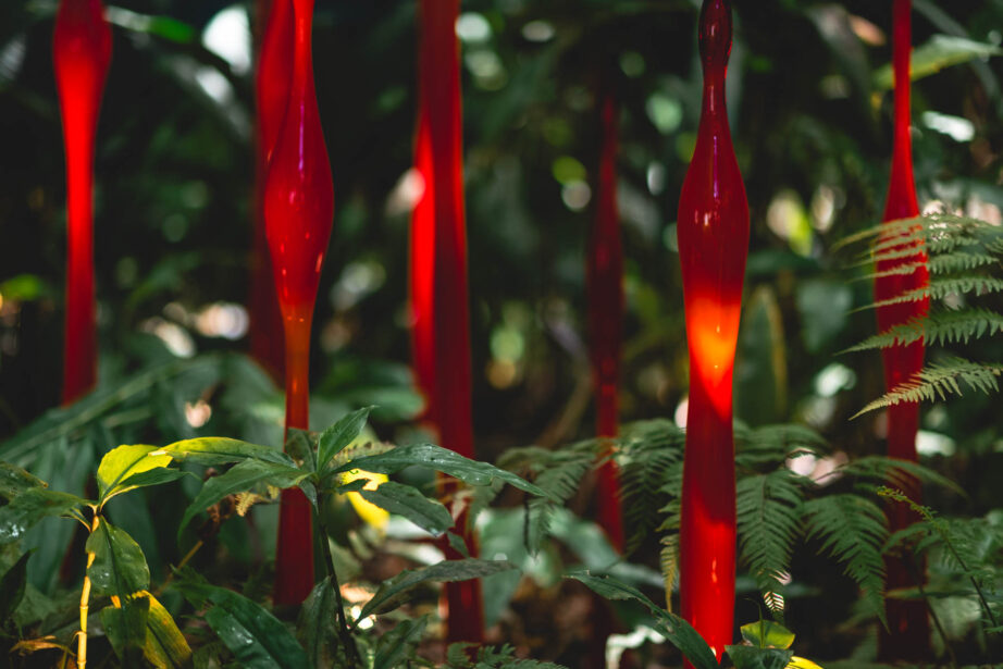 naina redhu, naina.co, Adelaide botanic garden, south Australia, dale Chihuly, glass art, glass sculptures, photographer, writer, experience collector, blogger