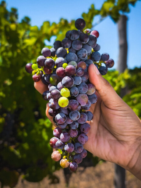 naina.co, naina redhu, Adelaide photographer, lifestyle, wine, eight at the gate, eightatthegate, wrattonbully, south Australia, wine region, wine estate, vineyard, photography,jane Richards, claire Richards, tom, meg, grapes, grape vine, south australian