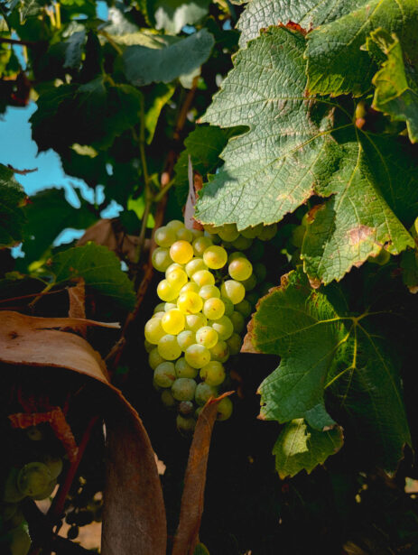 naina.co, naina redhu, Adelaide photographer, lifestyle, wine, eight at the gate, eightatthegate, wrattonbully, south Australia, wine region, wine estate, vineyard, photography,jane Richards, claire Richards, tom, meg, grapes, grape vine, south australian