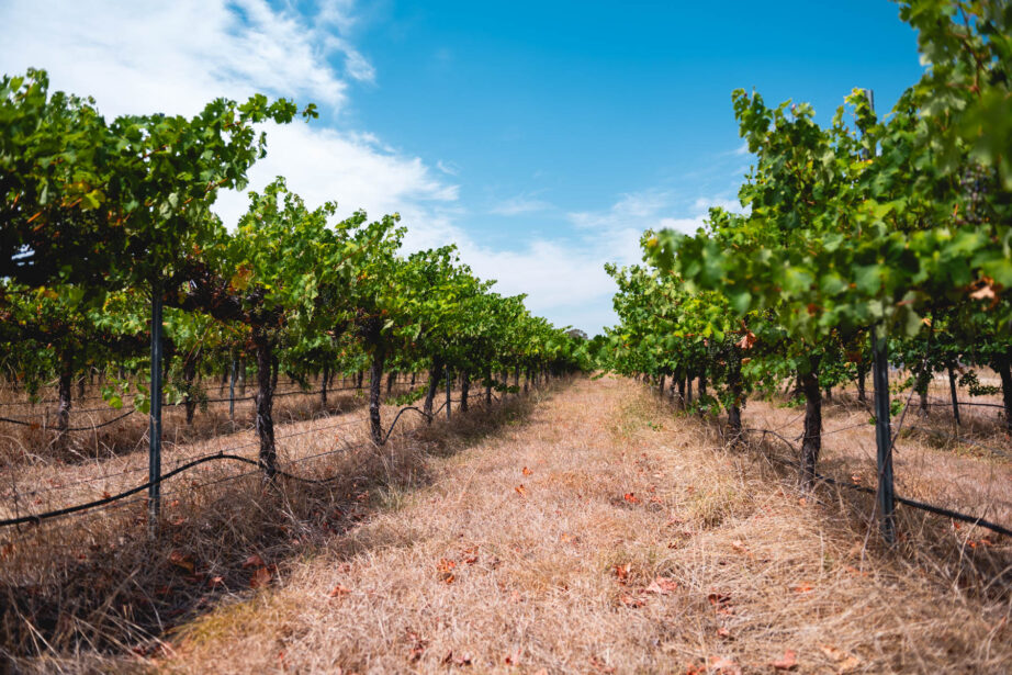 naina.co, naina redhu, Adelaide photographer, lifestyle, wine, eight at the gate, eightatthegate, wrattonbully, south Australia, wine region, wine estate, vineyard, photography,jane Richards, claire Richards, tom, meg, grapes, grape vine, south australian