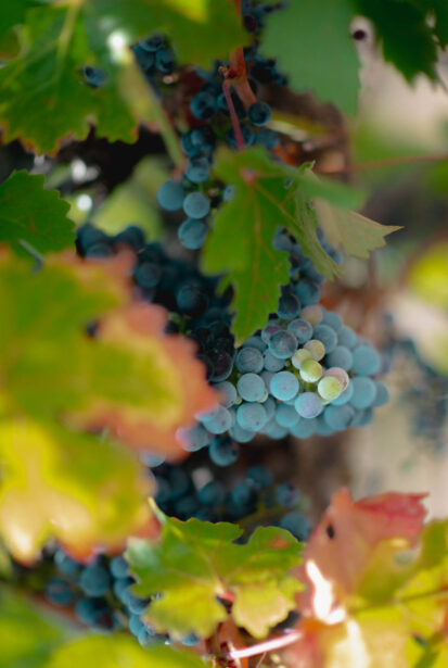 naina.co, naina redhu, Adelaide photographer, lifestyle, wine, eight at the gate, eightatthegate, wrattonbully, south Australia, wine region, wine estate, vineyard, photography,jane Richards, claire Richards, tom, meg, grapes, grape vine, south australian