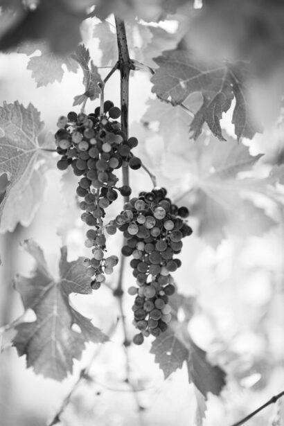 naina.co, naina redhu, Adelaide photographer, lifestyle, wine, eight at the gate, eightatthegate, wrattonbully, south Australia, wine region, wine estate, vineyard, photography,jane Richards, claire Richards, tom, meg, grapes, grape vine, south australian