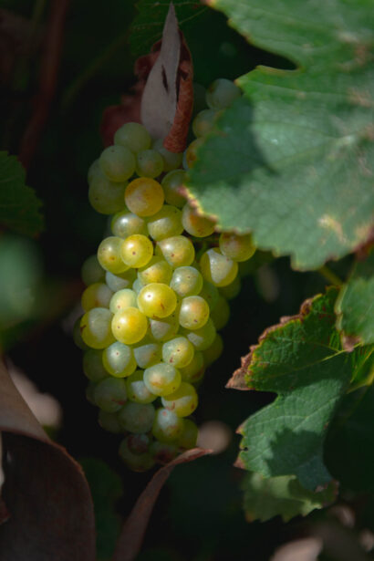 naina.co, naina redhu, Adelaide photographer, lifestyle, wine, eight at the gate, eightatthegate, wrattonbully, south Australia, wine region, wine estate, vineyard, photography,jane Richards, claire Richards, tom, meg, grapes, grape vine, south australian