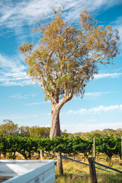 naina.co, naina redhu, Adelaide photographer, lifestyle, wine, eight at the gate, eightatthegate, wrattonbully, south Australia, wine region, wine estate, vineyard, photography,jane Richards, claire Richards, tom, meg, grapes, grape vine, south australian