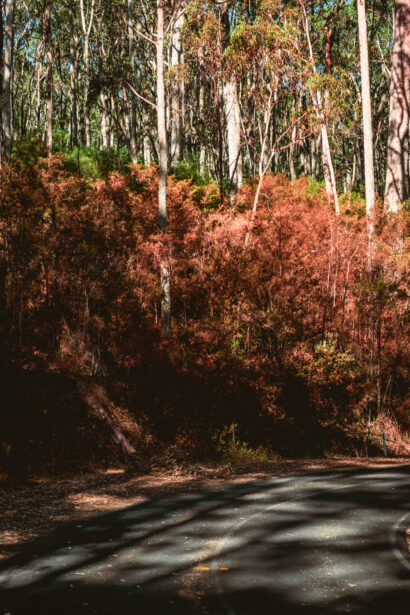 naina redhu, naina.co. journey beyond rail, the great southern, sunsets, sunrises, Australia, Australian countryside, by train, rail journeys, travel photographer, hospitality attendant, locomotive, write, blogger, experience collector, Adelaide, Brisbane, views for miles, Grampians, port stephens by sea