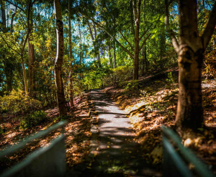 naina redhu, naina.co, Adelaide photographer, south Australia, mount lofty botanic garden, botanical gardens, landscape photographer, photographer, writer, experience collector, blogger, nature photographer, professional photographer, Australian, trees, lawn, lake, herbarium
