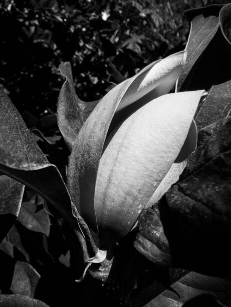 naina redhu, naina.co, Adelaide photographer, south Australia, mount lofty botanic garden, botanical gardens, landscape photographer, photographer, writer, experience collector, blogger, nature photographer, professional photographer, Australian, trees, lawn, lake, herbarium