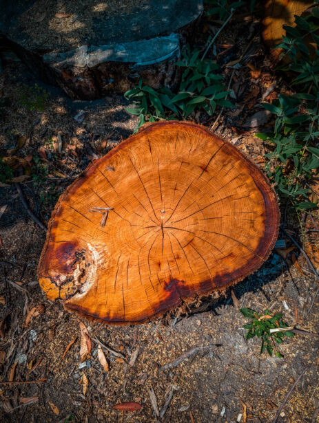 naina redhu, naina.co, Adelaide photographer, south Australia, mount lofty botanic garden, botanical gardens, landscape photographer, photographer, writer, experience collector, blogger, nature photographer, professional photographer, Australian, trees, lawn, lake, herbarium