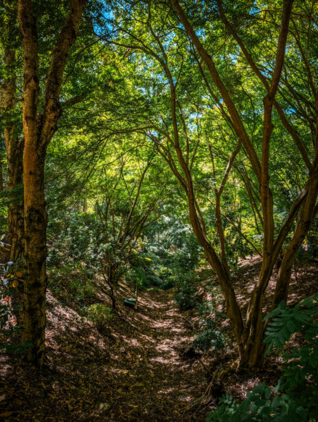 naina redhu, naina.co, Adelaide photographer, south Australia, mount lofty botanic garden, botanical gardens, landscape photographer, photographer, writer, experience collector, blogger, nature photographer, professional photographer, Australian, trees, lawn, lake, herbarium