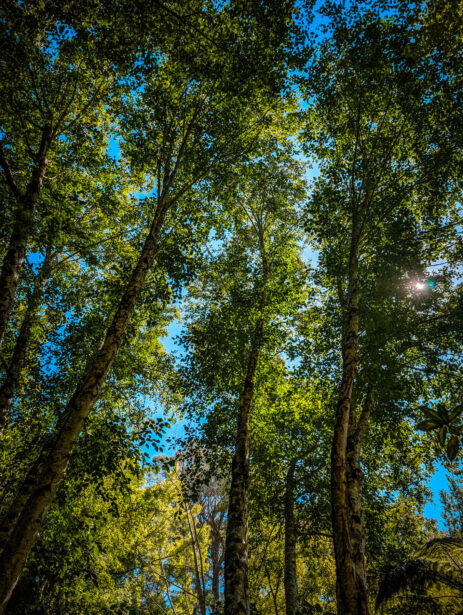 naina redhu, naina.co, Adelaide photographer, south Australia, mount lofty botanic garden, botanical gardens, landscape photographer, photographer, writer, experience collector, blogger, nature photographer, professional photographer, Australian, trees, lawn, lake, herbarium