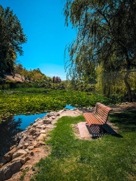 naina redhu, naina.co, Adelaide photographer, south Australia, mount lofty botanic garden, botanical gardens, landscape photographer, photographer, writer, experience collector, blogger, nature photographer, professional photographer, Australian, trees, lawn, lake, herbarium