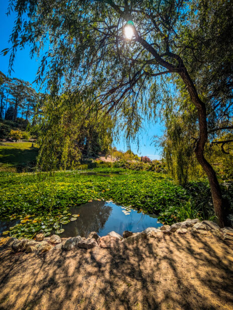 naina redhu, naina.co, Adelaide photographer, south Australia, mount lofty botanic garden, botanical gardens, landscape photographer, photographer, writer, experience collector, blogger, nature photographer, professional photographer, Australian, trees, lawn, lake, herbarium