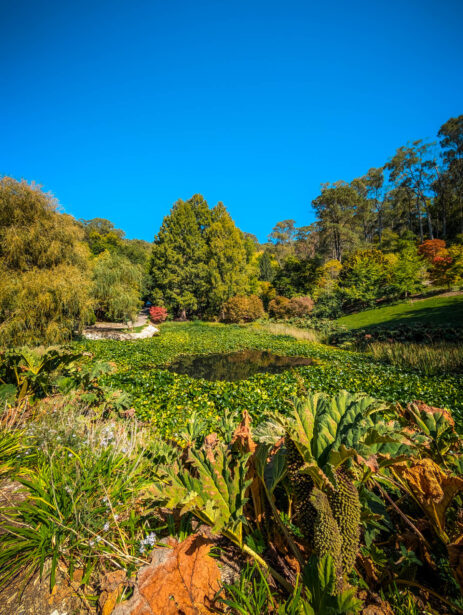 naina redhu, naina.co, Adelaide photographer, south Australia, mount lofty botanic garden, botanical gardens, landscape photographer, photographer, writer, experience collector, blogger, nature photographer, professional photographer, Australian, trees, lawn, lake, herbarium