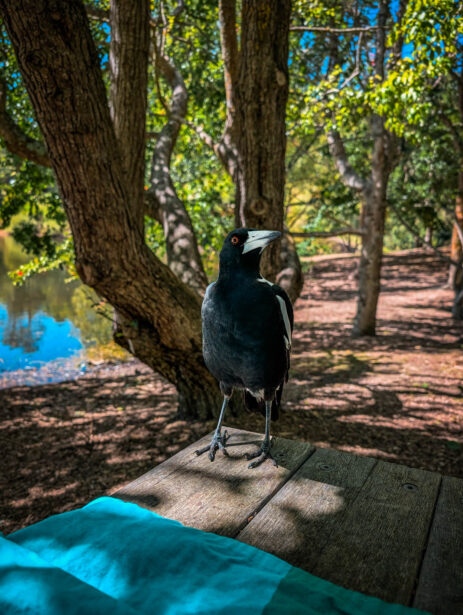 naina redhu, naina.co, Adelaide photographer, south Australia, mount lofty botanic garden, botanical gardens, landscape photographer, photographer, writer, experience collector, blogger, nature photographer, professional photographer, Australian, trees, lawn, lake, herbarium