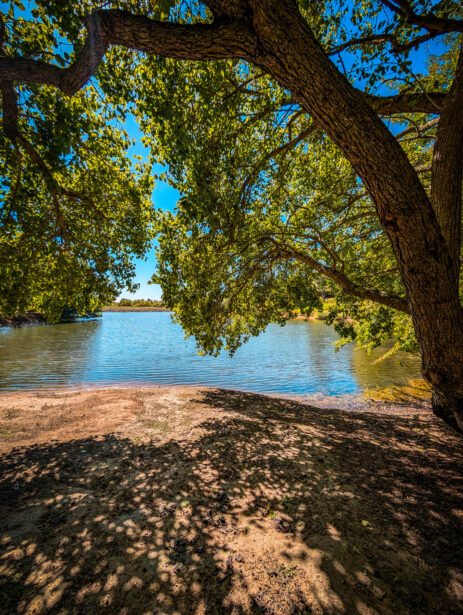 naina redhu, naina.co, Adelaide photographer, south Australia, mount lofty botanic garden, botanical gardens, landscape photographer, photographer, writer, experience collector, blogger, nature photographer, professional photographer, Australian, trees, lawn, lake, herbarium