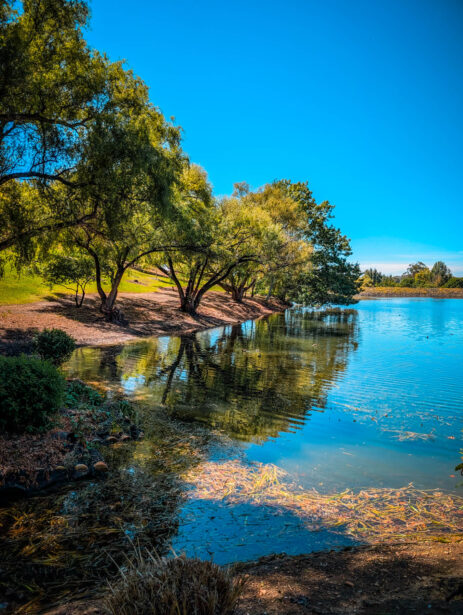 naina redhu, naina.co, Adelaide photographer, south Australia, mount lofty botanic garden, botanical gardens, landscape photographer, photographer, writer, experience collector, blogger, nature photographer, professional photographer, Australian, trees, lawn, lake, herbarium