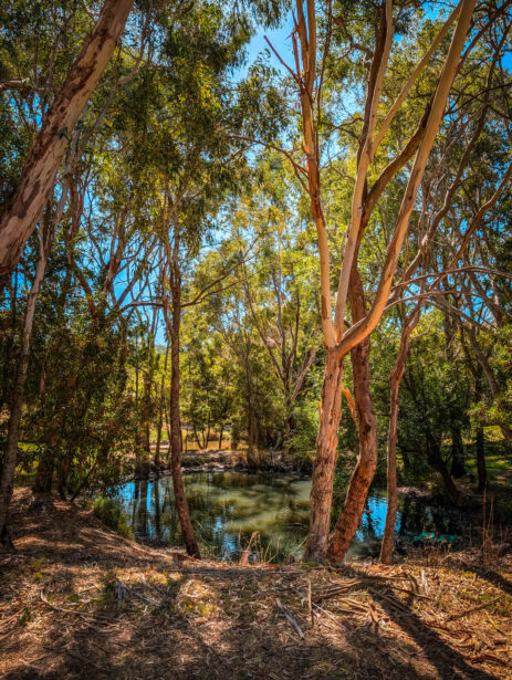 naina redhu, naina.co, Adelaide photographer, south Australia, mount lofty botanic garden, botanical gardens, landscape photographer, photographer, writer, experience collector, blogger, nature photographer, professional photographer, Australian, trees, lawn, lake, herbarium