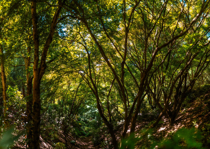 naina redhu, naina.co, Adelaide photographer, south Australia, mount lofty botanic garden, botanical gardens, landscape photographer, photographer, writer, experience collector, blogger, nature photographer, professional photographer, Australian, trees, lawn, lake, herbarium