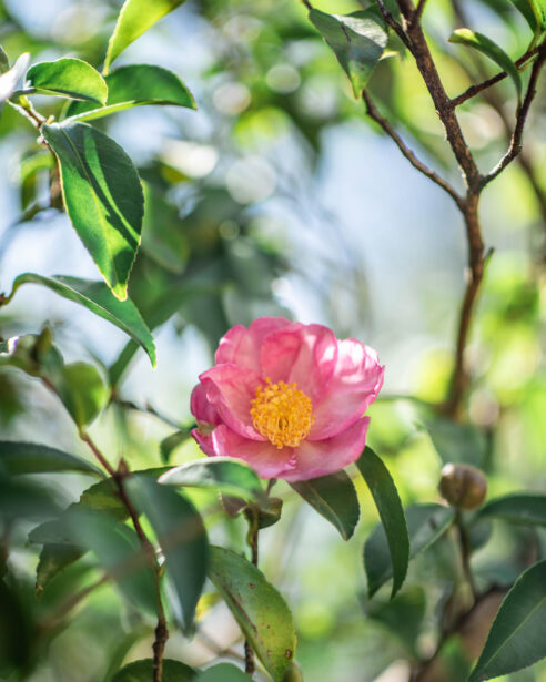 naina redhu, naina.co, Adelaide photographer, south Australia, mount lofty botanic garden, botanical gardens, landscape photographer, photographer, writer, experience collector, blogger, nature photographer, professional photographer, Australian, trees, lawn, lake, herbarium