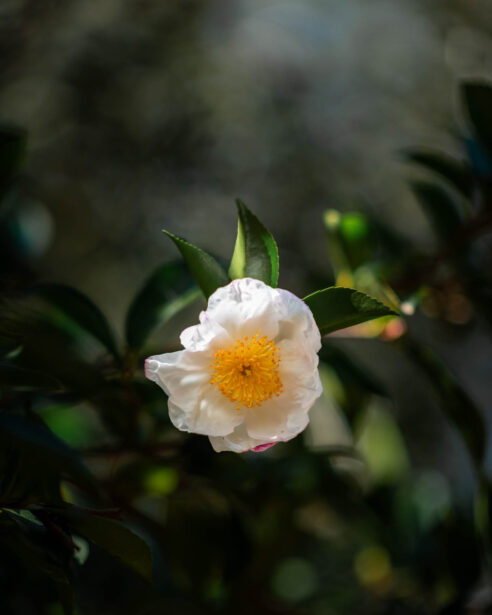 naina redhu, naina.co, Adelaide photographer, south Australia, mount lofty botanic garden, botanical gardens, landscape photographer, photographer, writer, experience collector, blogger, nature photographer, professional photographer, Australian, trees, lawn, lake, herbarium