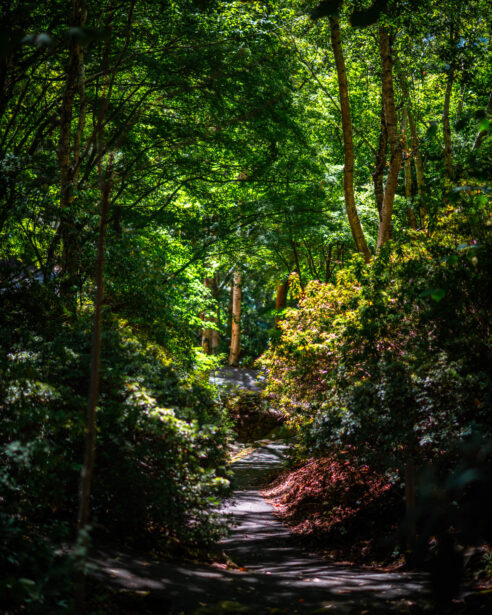 naina redhu, naina.co, Adelaide photographer, south Australia, mount lofty botanic garden, botanical gardens, landscape photographer, photographer, writer, experience collector, blogger, nature photographer, professional photographer, Australian, trees, lawn, lake, herbarium