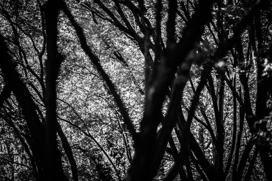 naina redhu, naina.co, Adelaide photographer, south Australia, mount lofty botanic garden, botanical gardens, landscape photographer, photographer, writer, experience collector, blogger, nature photographer, professional photographer, Australian, trees, lawn, lake, herbarium