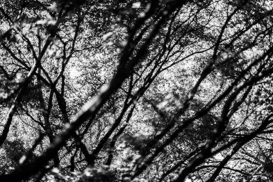 naina redhu, naina.co, Adelaide photographer, south Australia, mount lofty botanic garden, botanical gardens, landscape photographer, photographer, writer, experience collector, blogger, nature photographer, professional photographer, Australian, trees, lawn, lake, herbarium