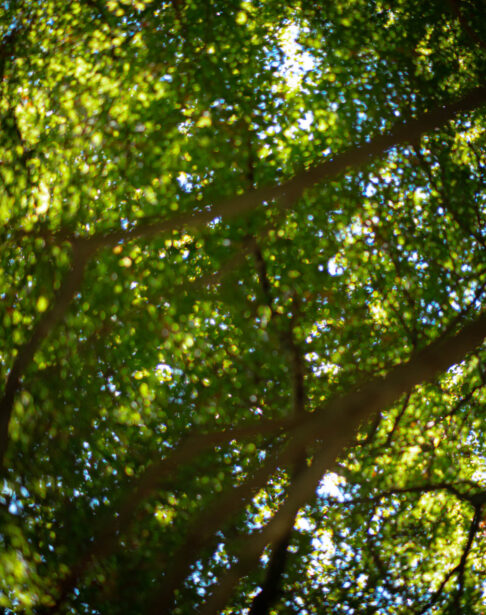 naina redhu, naina.co, Adelaide photographer, south Australia, mount lofty botanic garden, botanical gardens, landscape photographer, photographer, writer, experience collector, blogger, nature photographer, professional photographer, Australian, trees, lawn, lake, herbarium