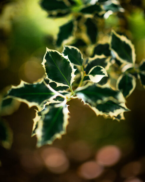 naina redhu, naina.co, Adelaide photographer, south Australia, mount lofty botanic garden, botanical gardens, landscape photographer, photographer, writer, experience collector, blogger, nature photographer, professional photographer, Australian, trees, lawn, lake, herbarium