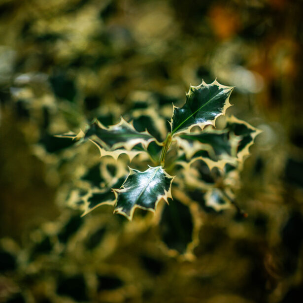 naina redhu, naina.co, Adelaide photographer, south Australia, mount lofty botanic garden, botanical gardens, landscape photographer, photographer, writer, experience collector, blogger, nature photographer, professional photographer, Australian, trees, lawn, lake, herbarium
