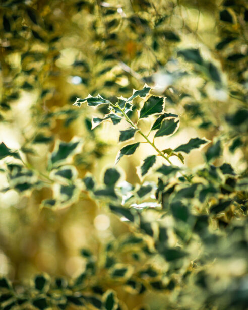 naina redhu, naina.co, Adelaide photographer, south Australia, mount lofty botanic garden, botanical gardens, landscape photographer, photographer, writer, experience collector, blogger, nature photographer, professional photographer, Australian, trees, lawn, lake, herbarium