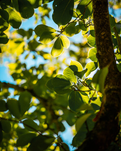 naina redhu, naina.co, Adelaide photographer, south Australia, mount lofty botanic garden, botanical gardens, landscape photographer, photographer, writer, experience collector, blogger, nature photographer, professional photographer, Australian, trees, lawn, lake, herbarium