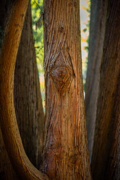 naina redhu, naina.co, Adelaide photographer, south Australia, mount lofty botanic garden, botanical gardens, landscape photographer, photographer, writer, experience collector, blogger, nature photographer, professional photographer, Australian, trees, lawn, lake, herbarium