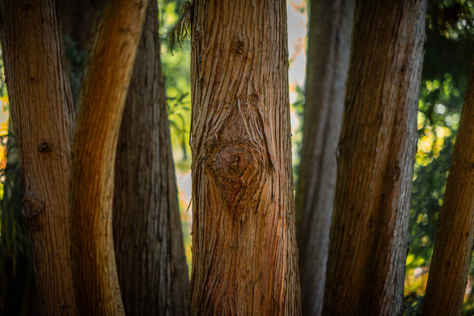 naina redhu, naina.co, Adelaide photographer, south Australia, mount lofty botanic garden, botanical gardens, landscape photographer, photographer, writer, experience collector, blogger, nature photographer, professional photographer, Australian, trees, lawn, lake, herbarium