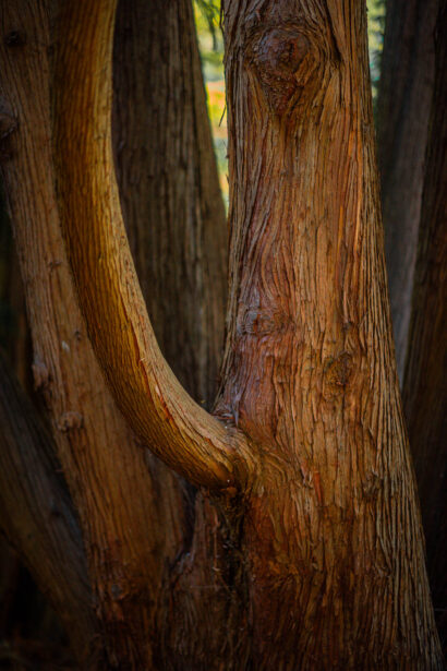 naina redhu, naina.co, Adelaide photographer, south Australia, mount lofty botanic garden, botanical gardens, landscape photographer, photographer, writer, experience collector, blogger, nature photographer, professional photographer, Australian, trees, lawn, lake, herbarium