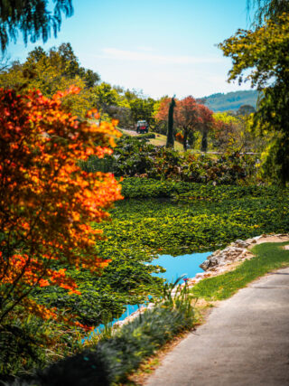 naina redhu, naina.co, Adelaide photographer, south Australia, mount lofty botanic garden, botanical gardens, landscape photographer, photographer, writer, experience collector, blogger, nature photographer, professional photographer, Australian, trees, lawn, lake, herbarium