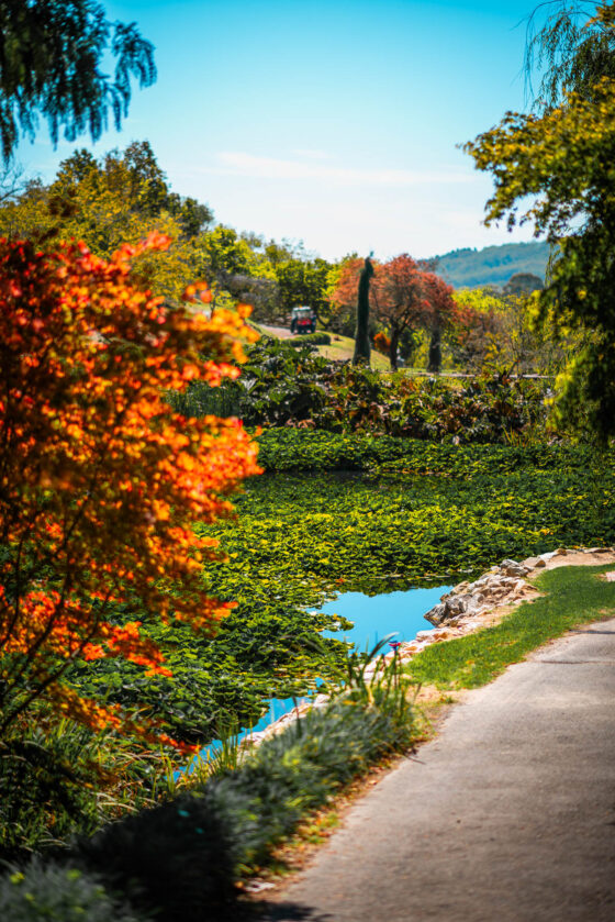 naina redhu, naina.co, Adelaide photographer, south Australia, mount lofty botanic garden, botanical gardens, landscape photographer, photographer, writer, experience collector, blogger, nature photographer, professional photographer, Australian, trees, lawn, lake, herbarium