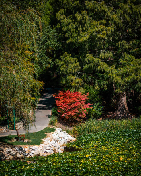 naina redhu, naina.co, Adelaide photographer, south Australia, mount lofty botanic garden, botanical gardens, landscape photographer, photographer, writer, experience collector, blogger, nature photographer, professional photographer, Australian, trees, lawn, lake, herbarium