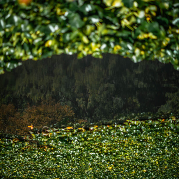 naina redhu, naina.co, Adelaide photographer, south Australia, mount lofty botanic garden, botanical gardens, landscape photographer, photographer, writer, experience collector, blogger, nature photographer, professional photographer, Australian, trees, lawn, lake, herbarium
